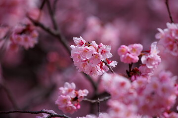 桜の花