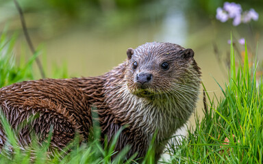 Eurasian Otter