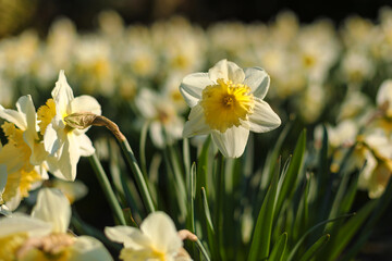 Flowers daffodils (Narcissus) yellow and white. Spring flowering bulb plants in the flowerbed. Selective focus