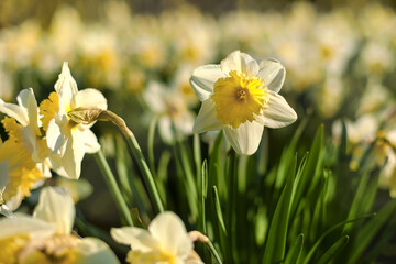 Flowers daffodils (Narcissus) yellow and white. Spring flowering bulb plants in the flowerbed. Selective focus