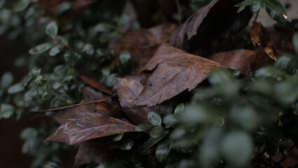 Close up of leaves in bushes in the middle of the city during a rain storm. 