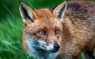 Fox portrait