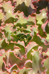 Ornamental plant Echeveria Zorro view from above