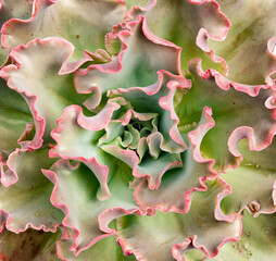 Ornamental plant Echeveria Zorro view from above