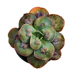 Ornamental plant Echeveria Paul Bunyan view from above