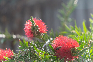 bottlebrush flowers in the garden with bees