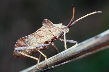 Coreus marginatus is a herbivorous species of true bug in the family Coreidae