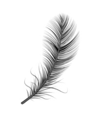 Black Realistic Feather Composition
