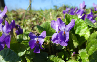 Viola odorata or wood violet is a flowering plant in the viola family, native to Europe and Asia. It's a small fragrant plant which booms in march