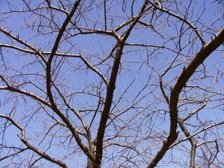早春の見上げた桜の木と青空