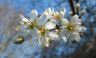 A wild cherry tree with white flowers against a blue sky