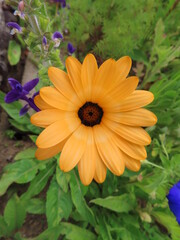 orange livingstone daisy