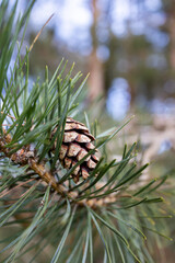 Closeup shot of pine cones on a tree branch growing outdoors in woodlands