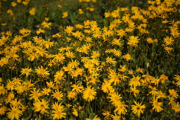 FIORI ARNICA