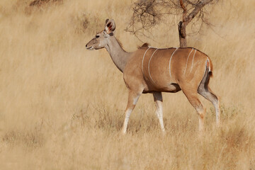 Eland gigante, antílope rayado, pastando en el Parque Nacional de Samburu  en Kenia , África,