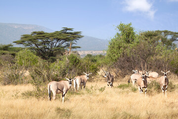 Naklejka na ściany i meble conjunto de varios antílopes Oryx pastando en el Parque nacional de Samburu en Kenia , África, bajo un cielo azul