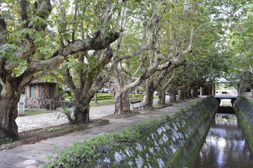 Fileira de árvores na beira do rio