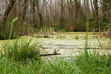 Naturaleza