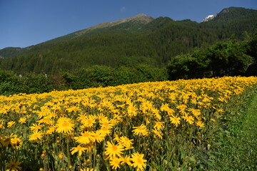 FIORI ARNICA
