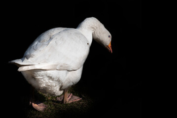 Close-up of a large white goose walking away from the side, buttocks to the viewer, against a black background