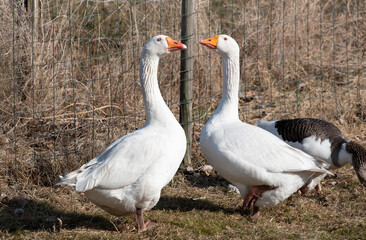 Obraz premium Two large white geese face each other in an enclosure and look at each other
