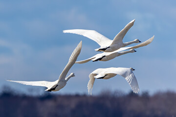 Tundra Group