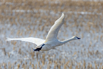 Fototapeta premium Tundra Swan