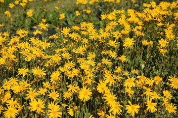FIORI ARNICA
