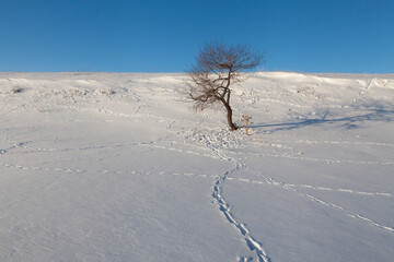 Fototapeta na wymiar single tree in the snow