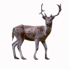 deer on a white background used for advertisements, flyers, news, posters, magazines, clipping path