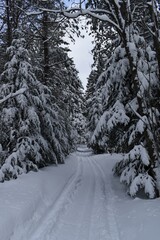 A snowmobile trail, Sainte-Apolline, Québec, Canada