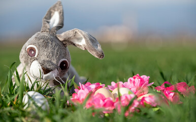 plush rabbit on green grass with eggs