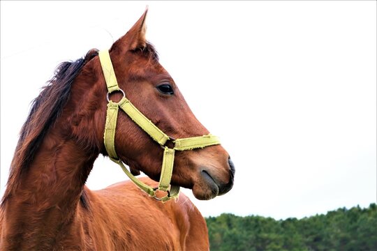Caballo