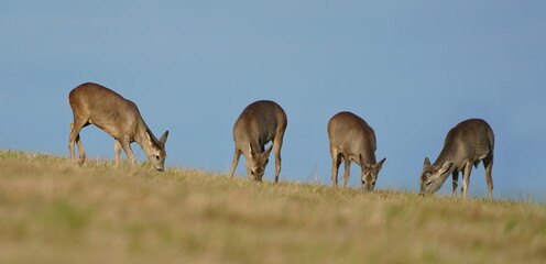 Naklejka premium Four roe deers grazing on the horizon. Capreolus capreolus. Spring in the nature. Wildlife scene with forest animals. 
