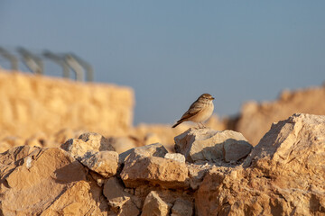small birds looks like a sparrow sits on top of pile of cobbles
