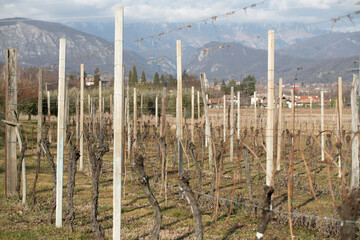 Fototapeta premium vineyard in the region in the background can be seen the mountains