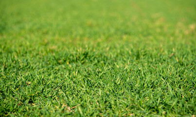 green grass background