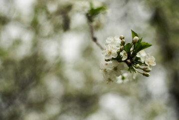 Beautiful white flowers of apple tree. Selective focus bokeh. Green natural background. Romantic background. Beautiful spring background. Floral branch.