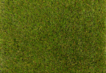 Obraz premium green grass close-up