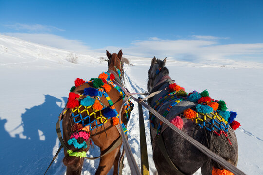 Sled horse in the frozen lake Cıldır in snow
