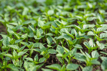 pepper seedlings in a greenhouse. High quality photo