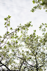 Beautiful white flowers of apple tree low angle view. Selective focus bokeh. Green natural background. Romantic background. Beautiful spring background. Floral branch.