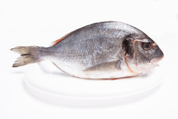 sea bream on a white background