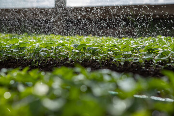 watering eggplant seedlings in a greenhouse. High quality photo