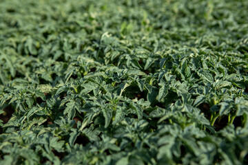 tomato seedlings in a greenhouse. High quality photo