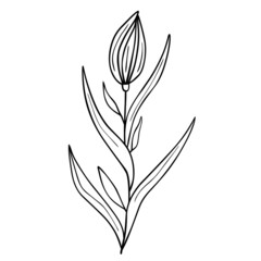 Hand drawn flower isolated on white background. Vector floral summer element. Decorative doodle sketch illustration.