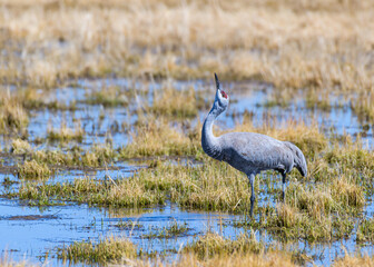 Migrating Greater Sandhill Cranes in Monte Vista, Colorado