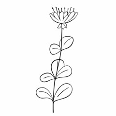 Hand drawn flower isolated on white background. Vector floral summer element. Decorative doodle sketch illustration.