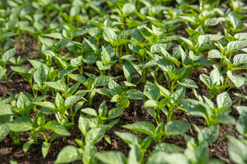 pepper seedlings in a greenhouse. High quality photo