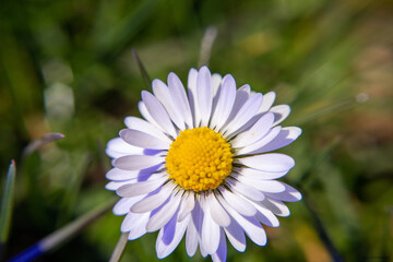 Fototapeta premium Gänseblümchen